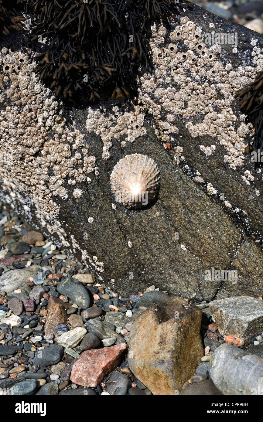 Las Lapas y común Acorn percebes Tokavaig Isla de Skye Escocia Foto de stock