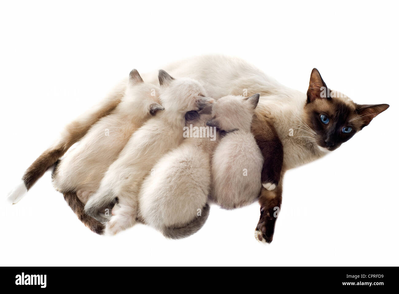 Hermosos gatitos siameses raza pura sicking su madre delante de un fondo  blanco Fotografía de stock - Alamy