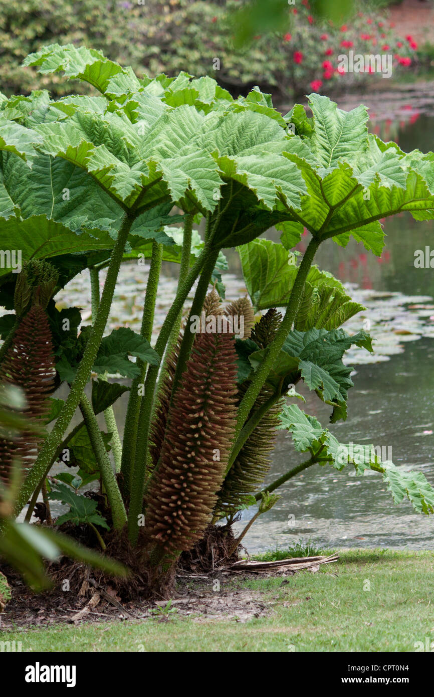 Gunnera manicata plant Foto de stock