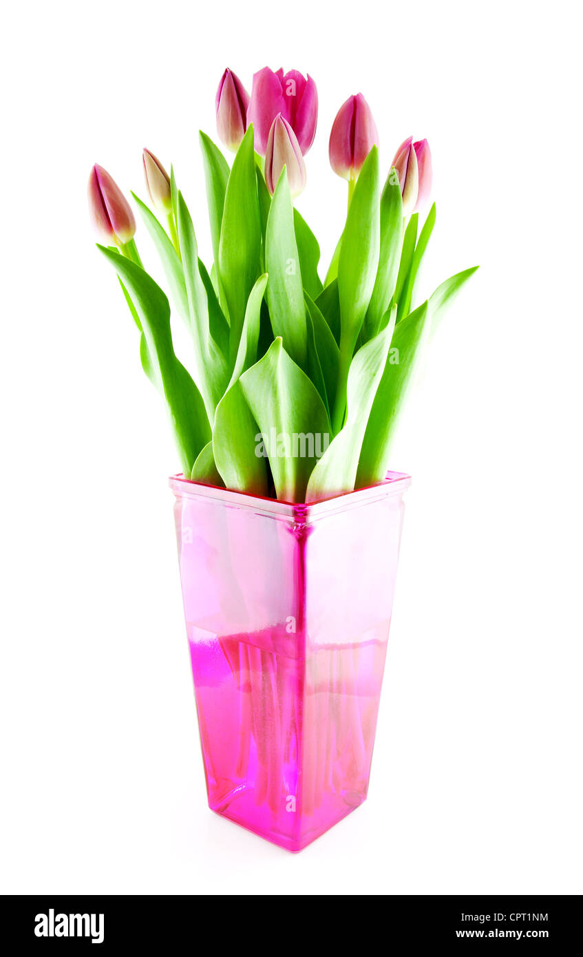 Bouquet de rosas tulipanes holandeses en un jarrón sobre fondo blanco. Foto de stock