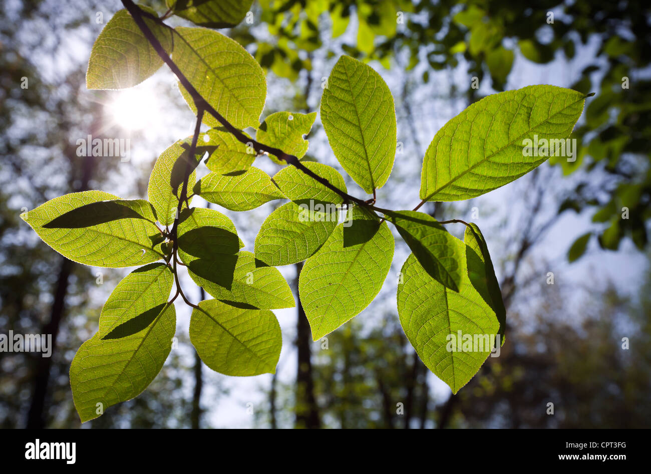 Foto en primer plano de las ramas brillaban con el sol Foto de stock