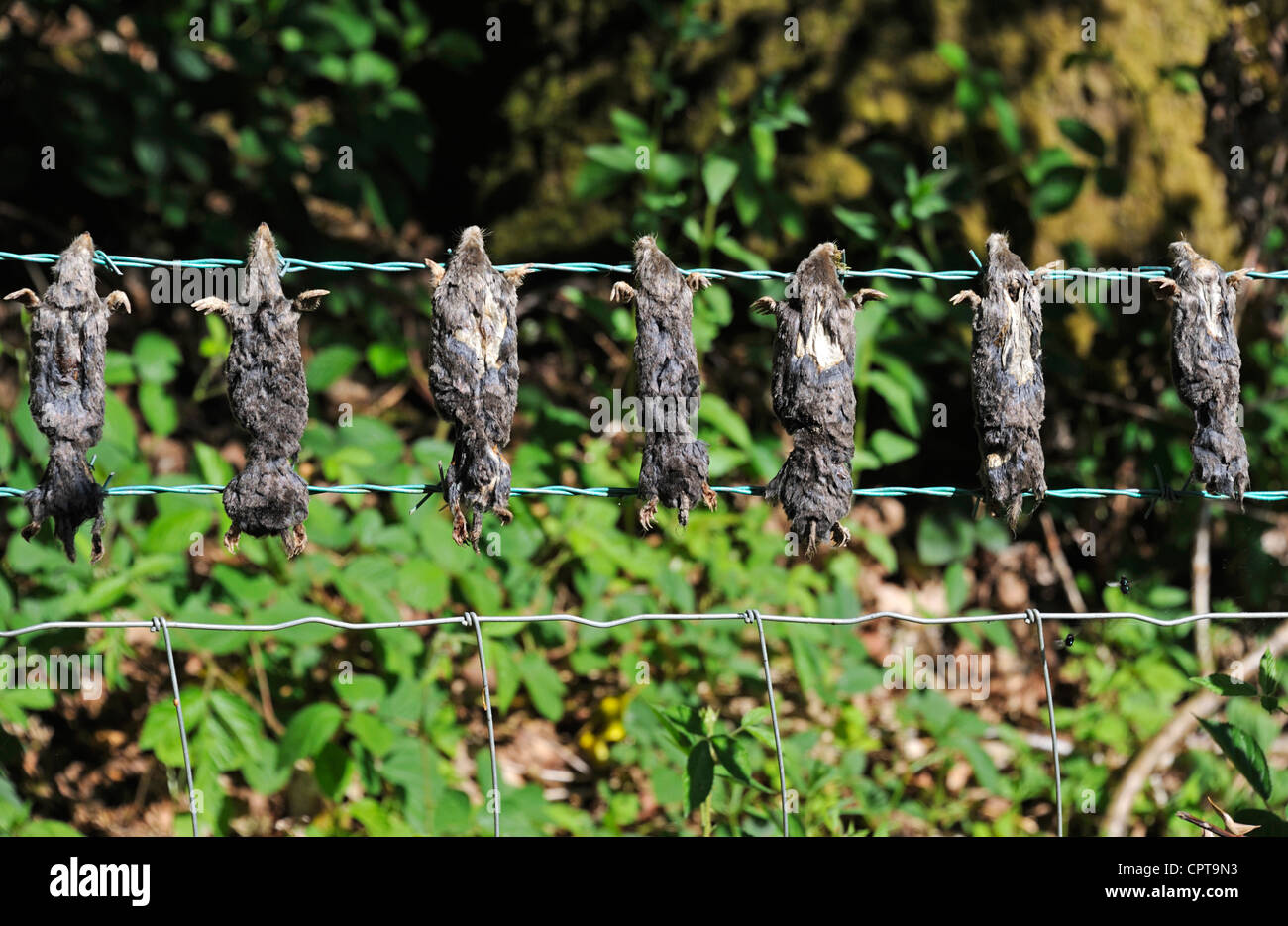 Los topos muertos en la valla de alambre de espino. Winster Valley, Lake District National Park, Cumbria, Inglaterra, Reino Unido, Europa. Foto de stock