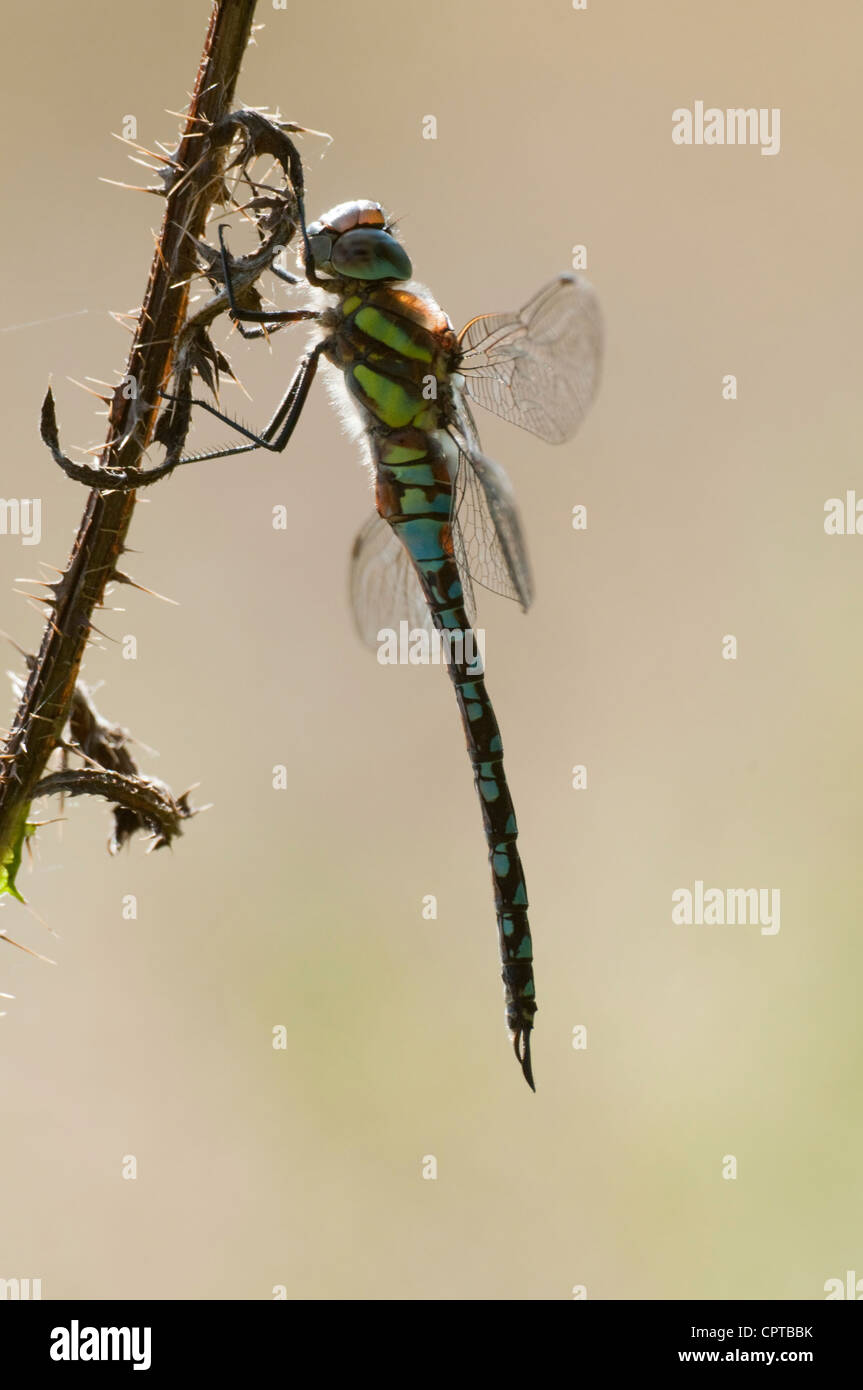 Hawker migrantes dragonfly encaramado en Thistle tallo, retroiluminación mostrando los pelos en el tórax contra el fondo limpio. Foto de stock
