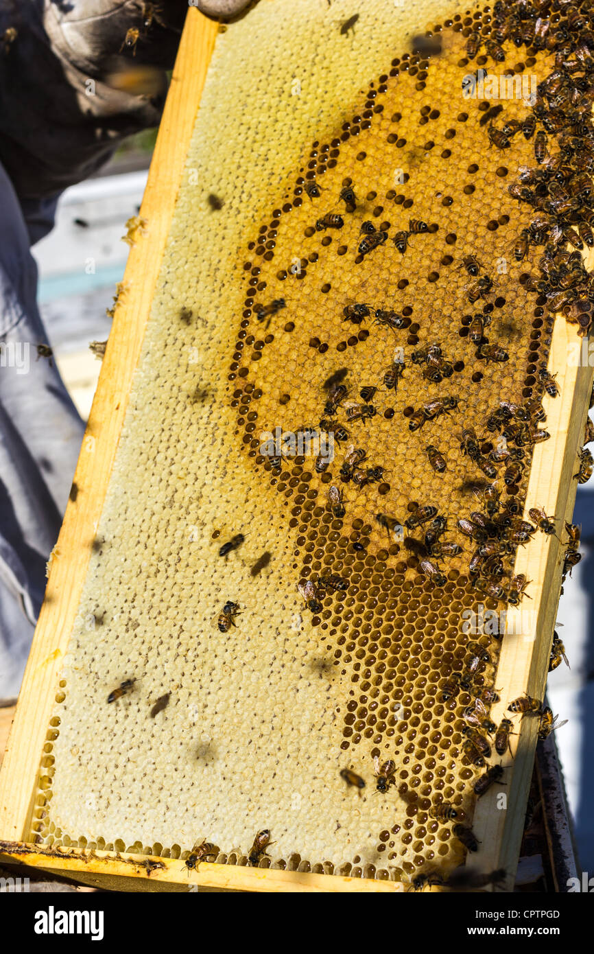 Cuadros con abejas de miel de abeja y huevos Fotografía de stock - Alamy