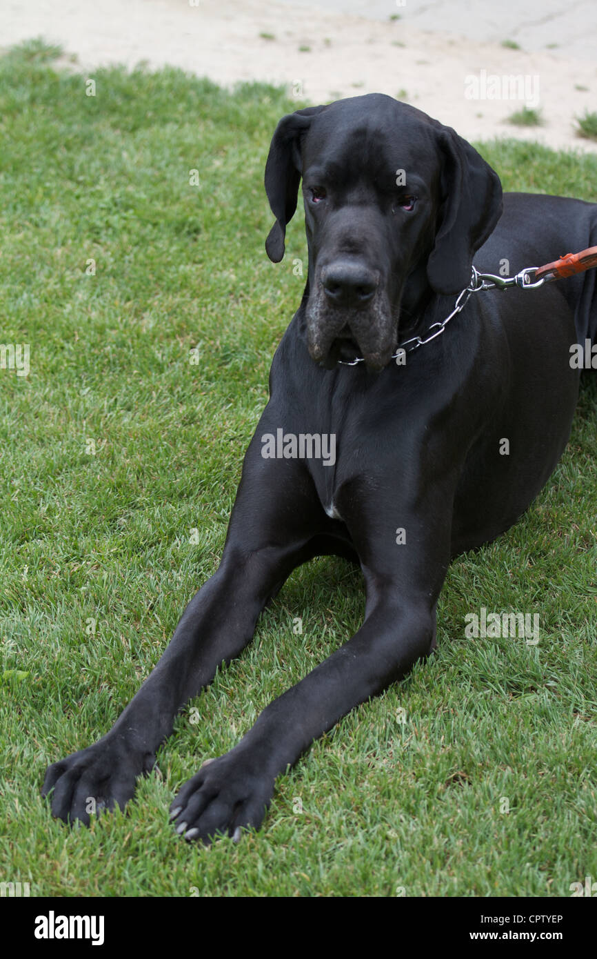 Dogo Alemán negro grande Fotografía de stock - Alamy