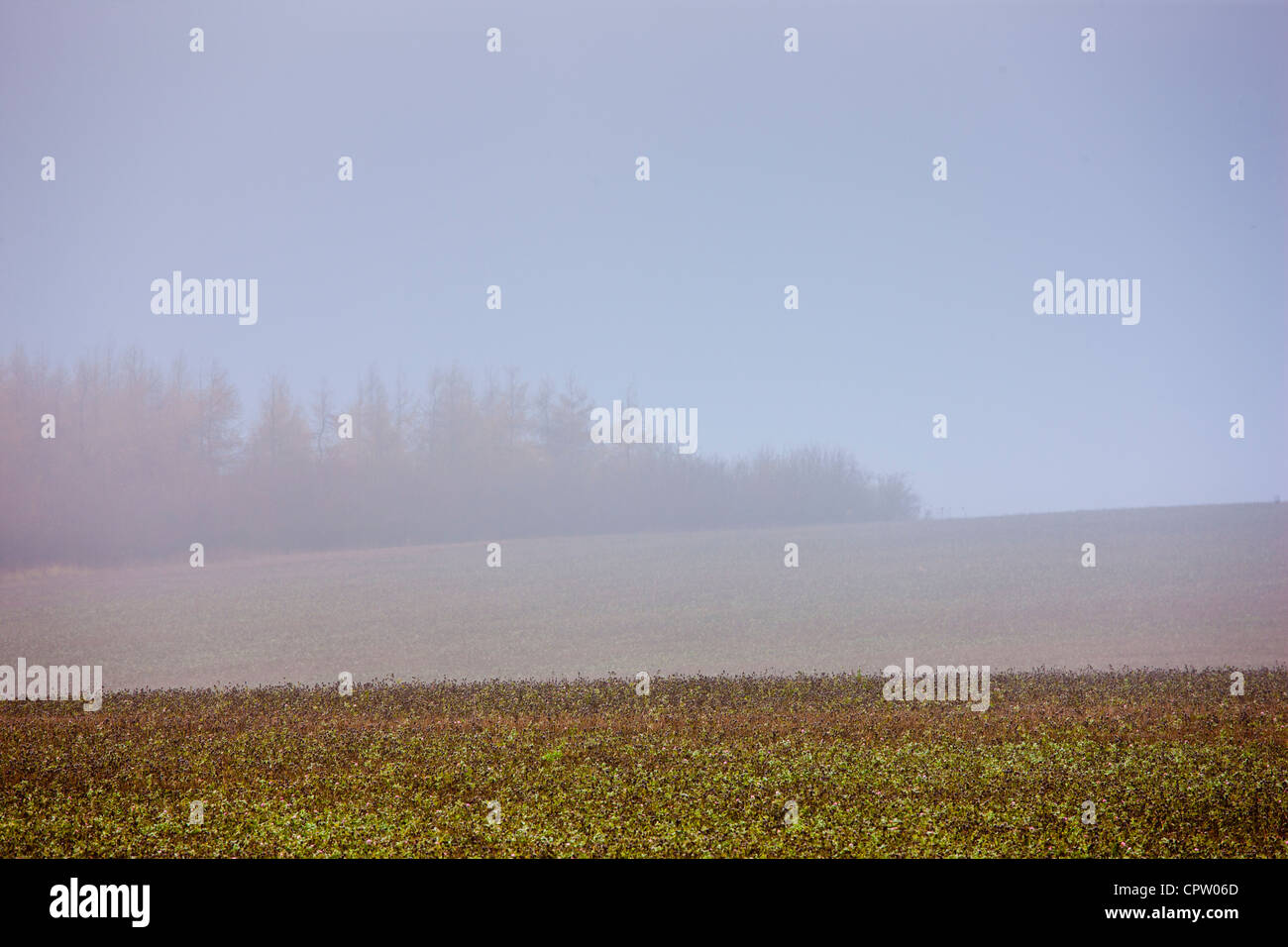 Misty escena en Barrington cerca de Burford en Cotswolds, Oxfordshire, REINO UNIDO Foto de stock