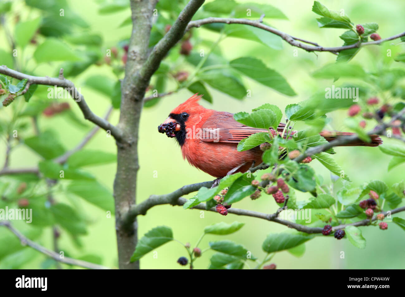 Pájaro Cardenal del Norte songbird comiendo bayas de Mulberry Foto de stock