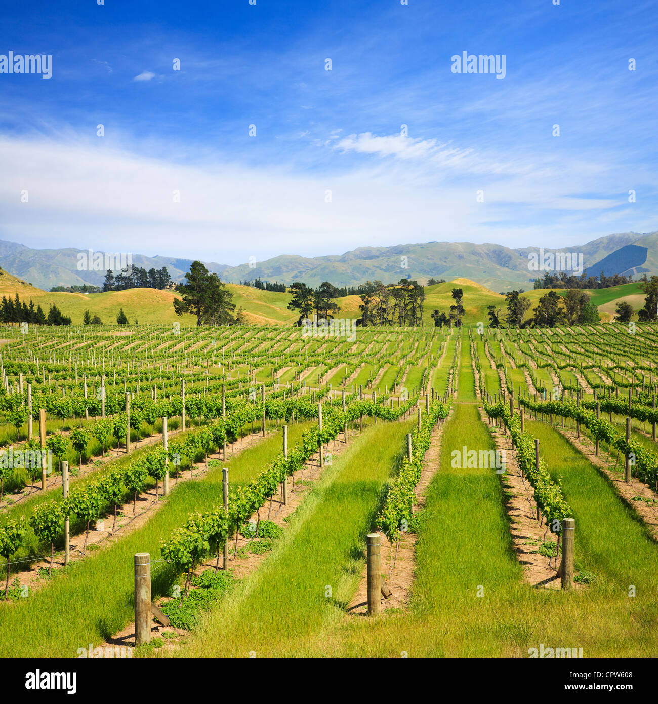 Viñas jóvenes de la región de Marlborough de Nueva Zelandia. Esta zona se dice que es el mejor en el mundo para el Sauvignon Blanc. Foto de stock
