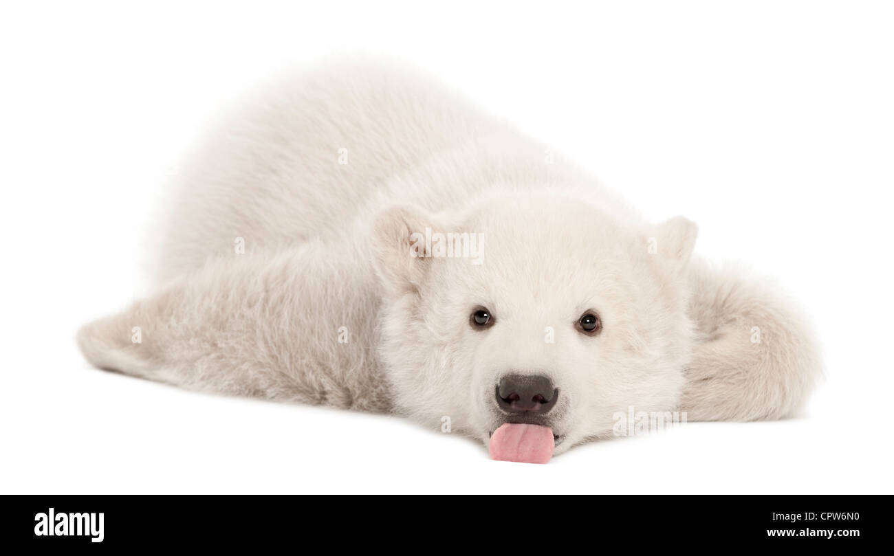 Osezno Polar, Ursus maritimus, 3 meses de edad, retrato con lengua sobresalen contra el fondo blanco. Foto de stock