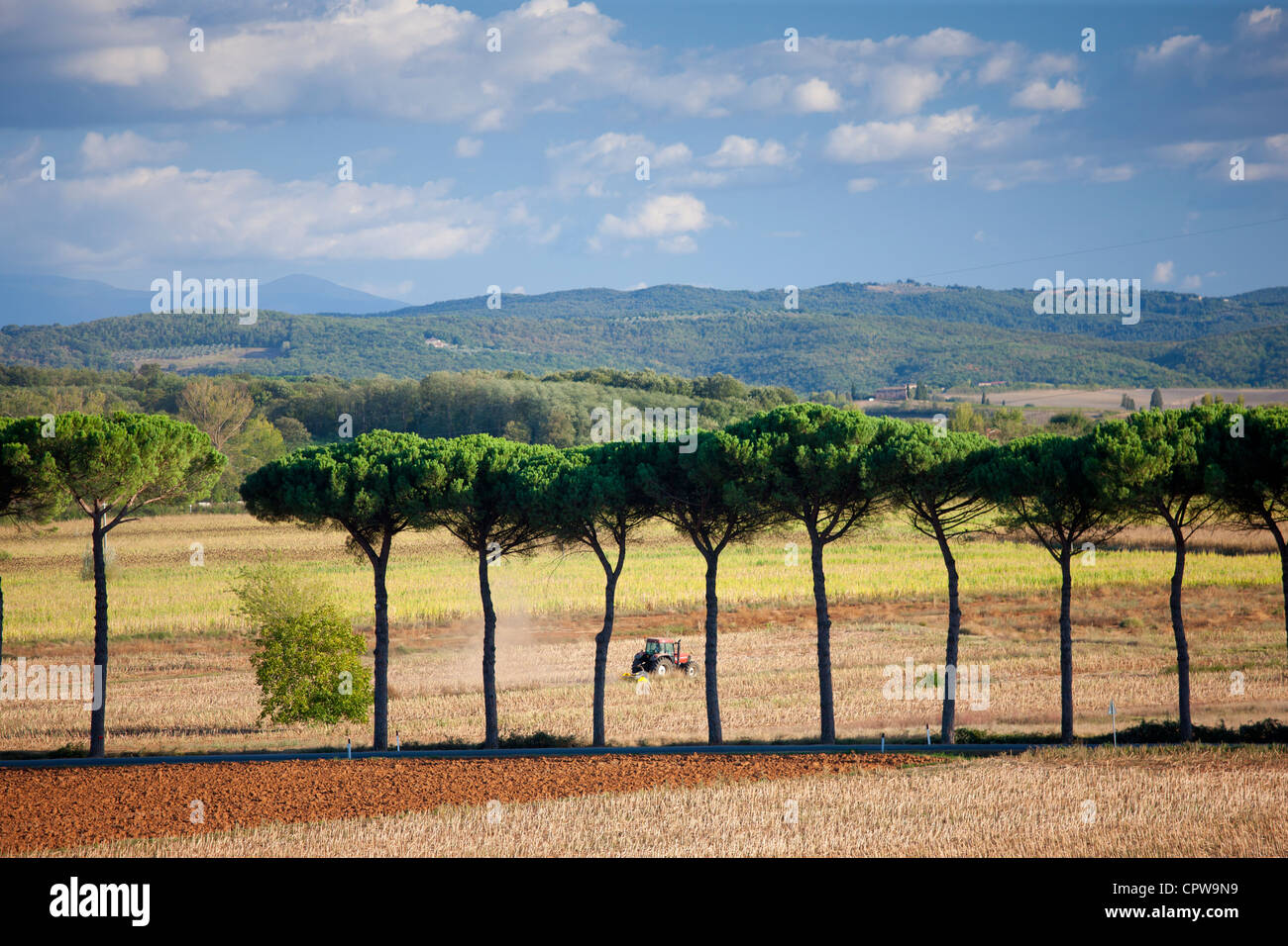 Los tractores agrícolas y árboles de pino piñonero en Sovicille cerca de Siena en la Toscana, Italia Foto de stock