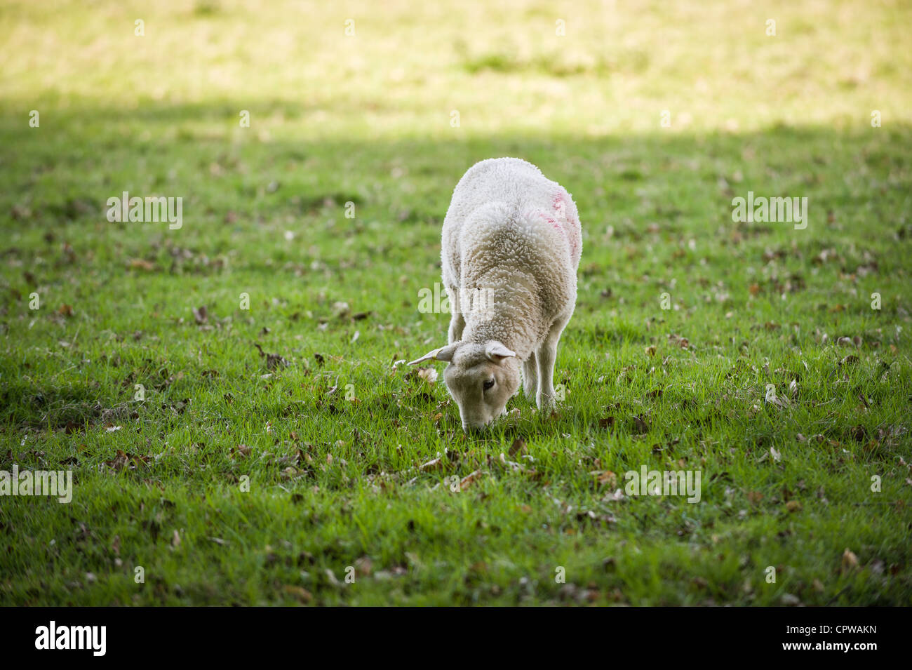 El pastoreo ovino joven Foto de stock