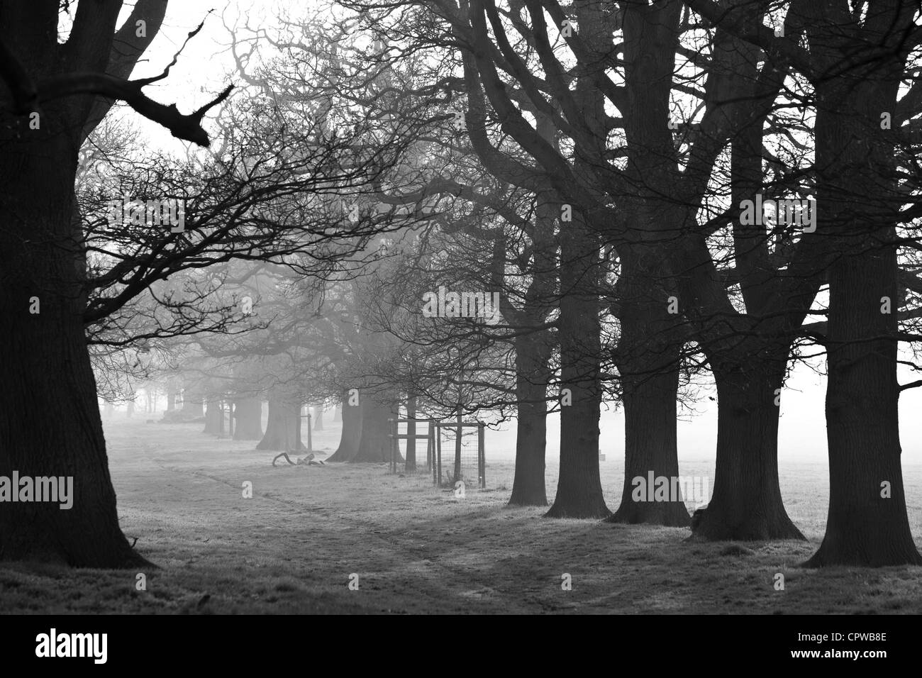 Avenida de árboles de roble antiguo parque Hanbury, Worcestershire, Inglaterra, Reino Unido. Foto de stock