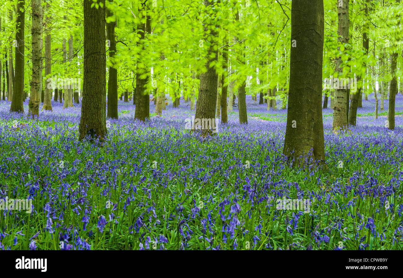 Las campánulas azules en plena floración cubriendo el suelo en una alfombra de color azul en una hermosa playa, bosque de árboles en Hertfordshire, Inglaterra, Reino Unido. Foto de stock