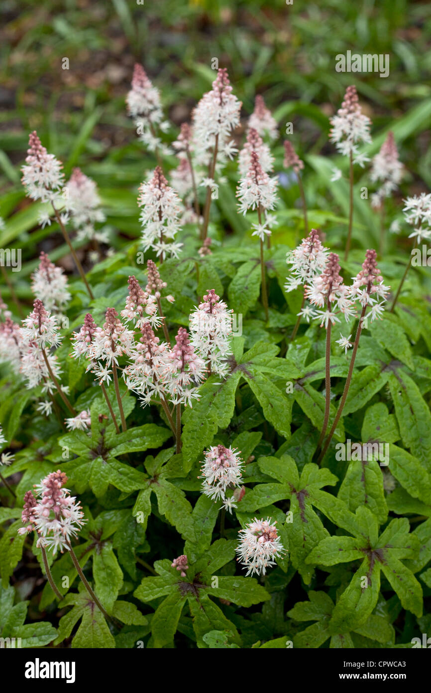 O Foamflower Tiarella, Foto de stock