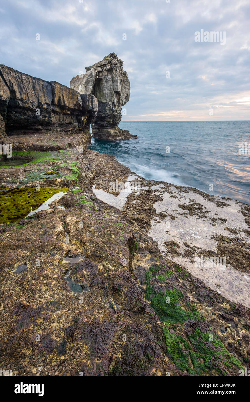 Al atardecer la roca púlpito Portland Portland Bill Dorset UK Foto de stock