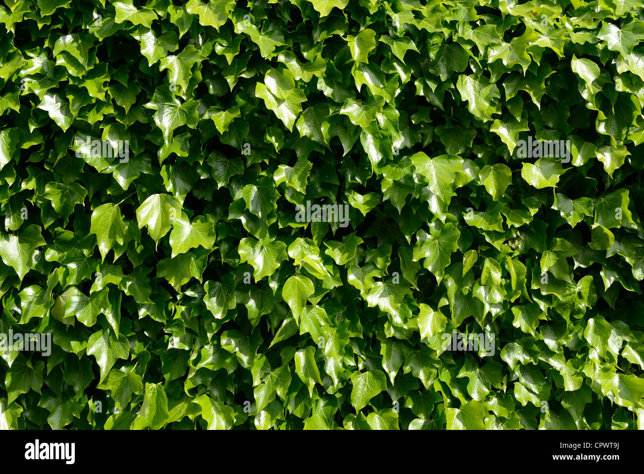 Muro de hojas de hiedra verde Foto de stock