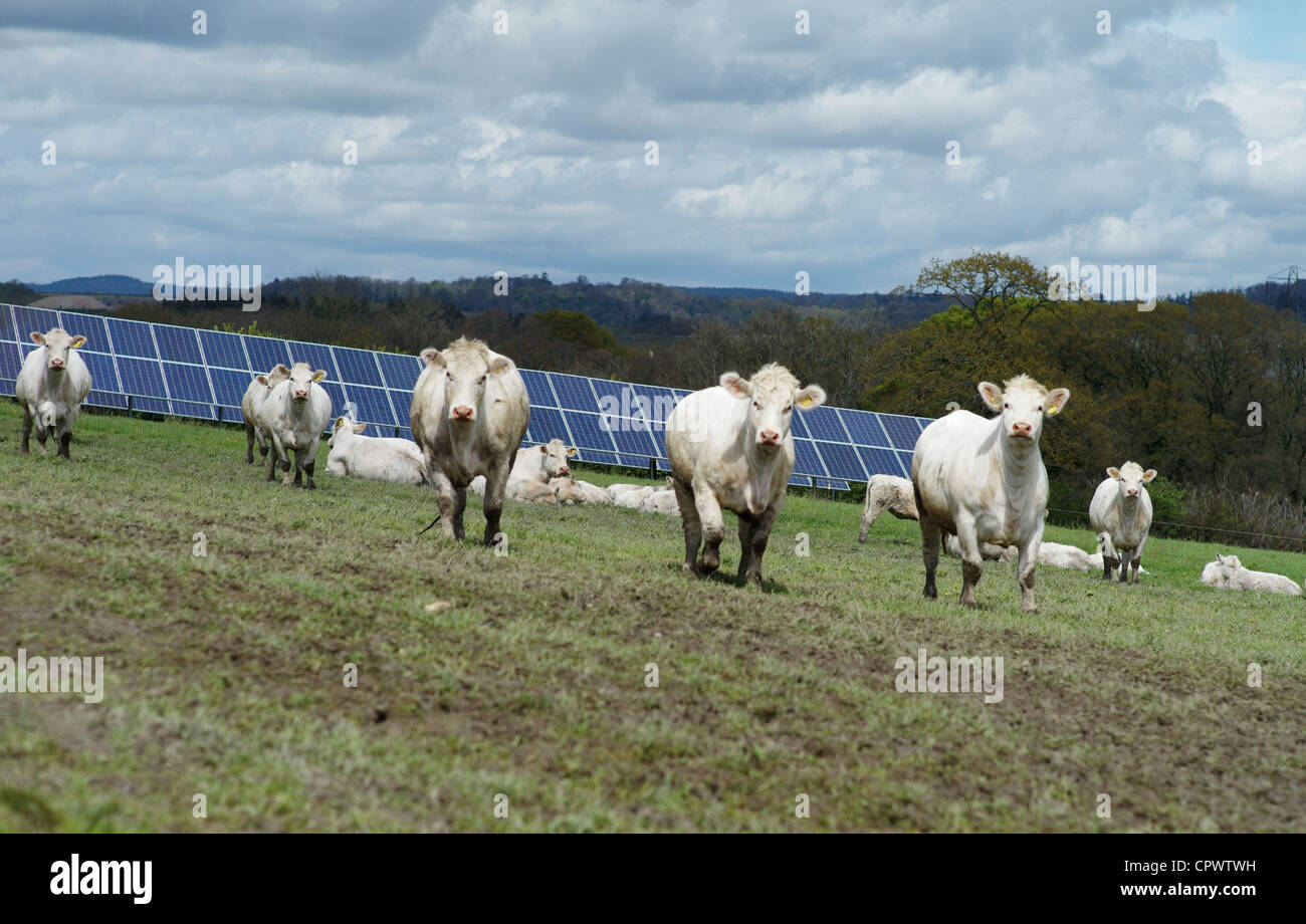 Los paneles fotovoltaicos solares en una granja con vacas de campo Valle Teign Devon, Inglaterra Foto de stock
