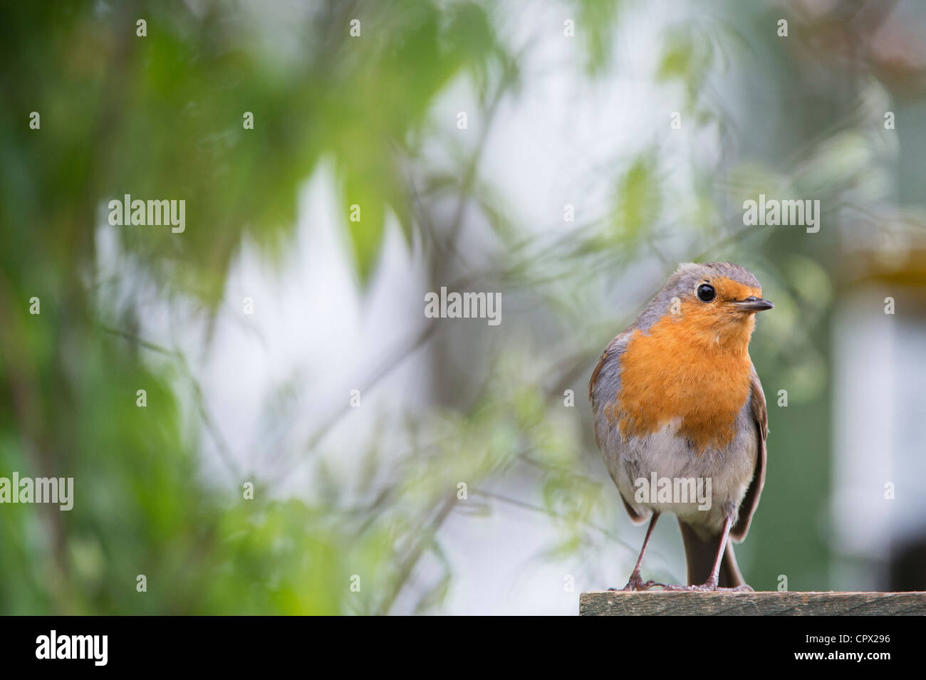 Robin encaramado sobre un enrejado de jardín en un jardín inglés Foto de stock