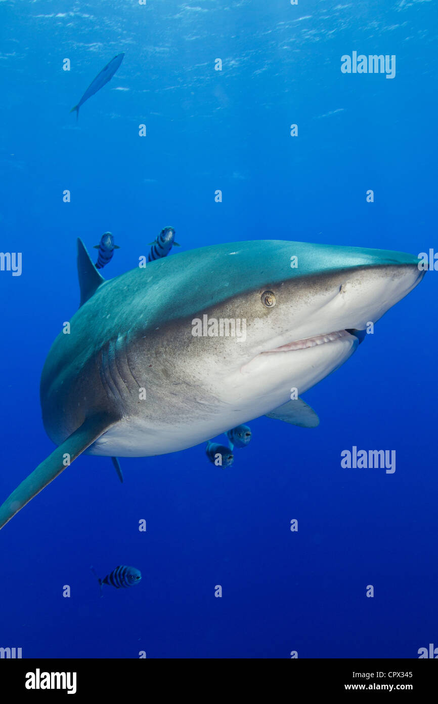 Cara a cara con tiburones Foto de stock