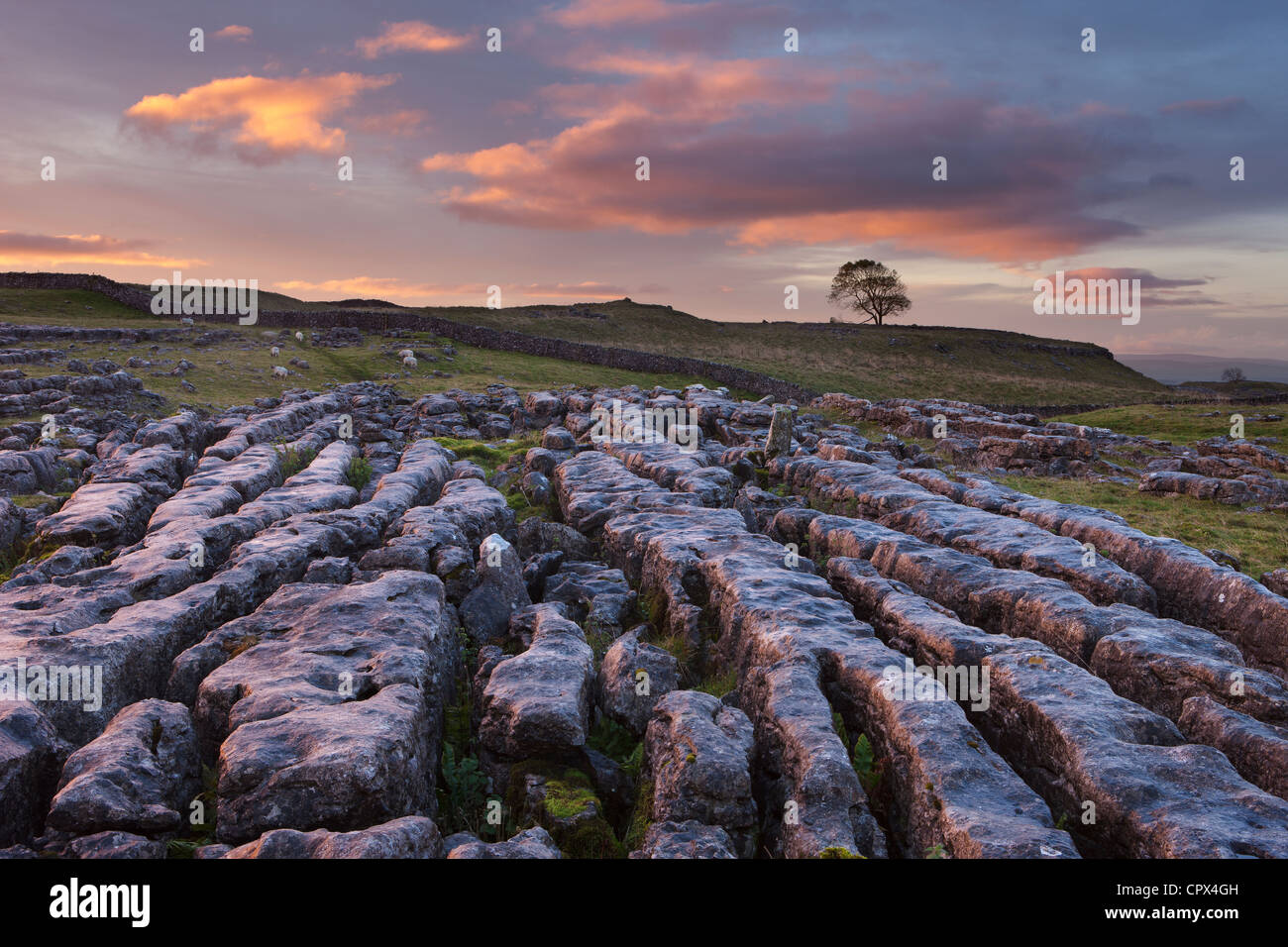 Un pavimento de piedra caliza en Malham Moro al amanecer, Yorkshire Dales, Inglaterra, Reino Unido. Foto de stock