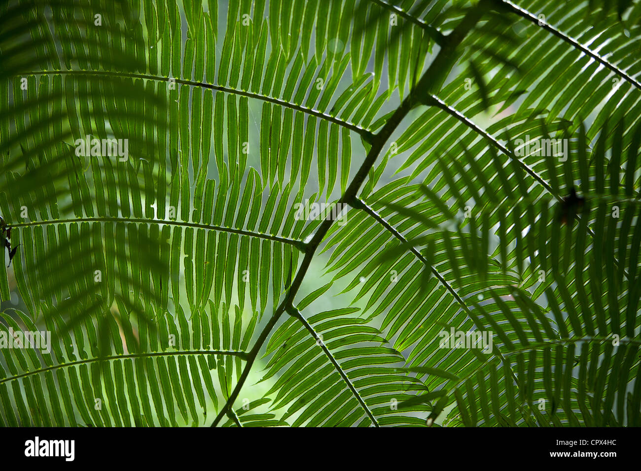 Las hojas en el bosque lluvioso en Casaroro Falls, nr Dumaguete, Negros, Filipinas Foto de stock