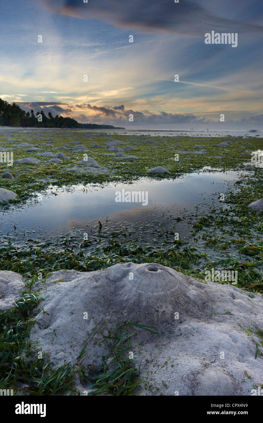 Los cangrejos burrows expuesto por la marea baja, la playa de San Juan, Siquijor, Visayas, Filipinas Foto de stock