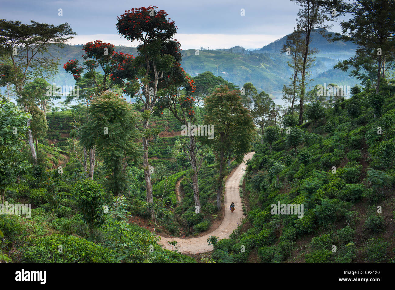Una plantación de té cerca de Hatton, Sierra Central, Sri Lanka Foto de stock