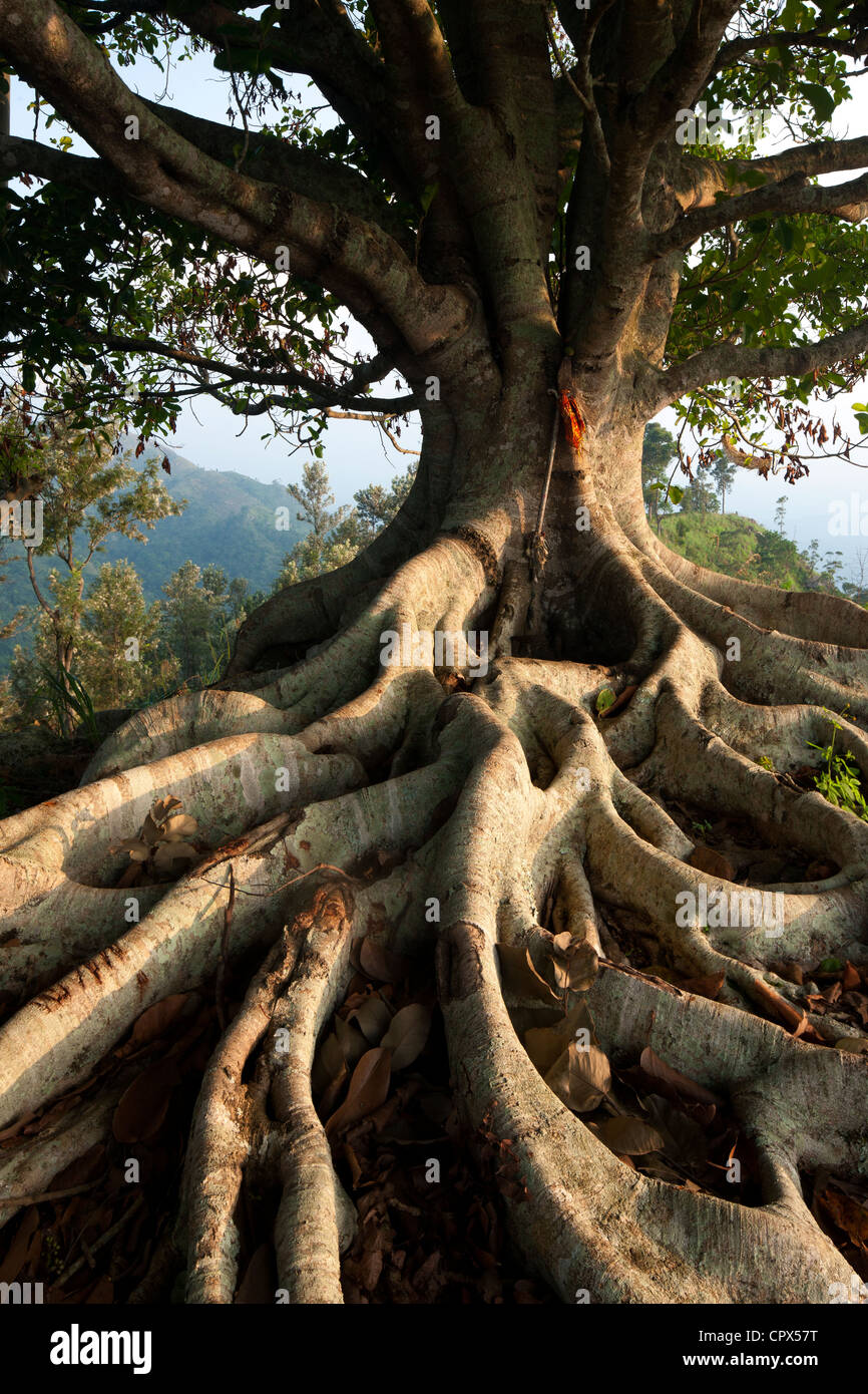 Un Árbol con raíces en las colinas por encima de ella, Southern Highlands, Sri Lanka Foto de stock