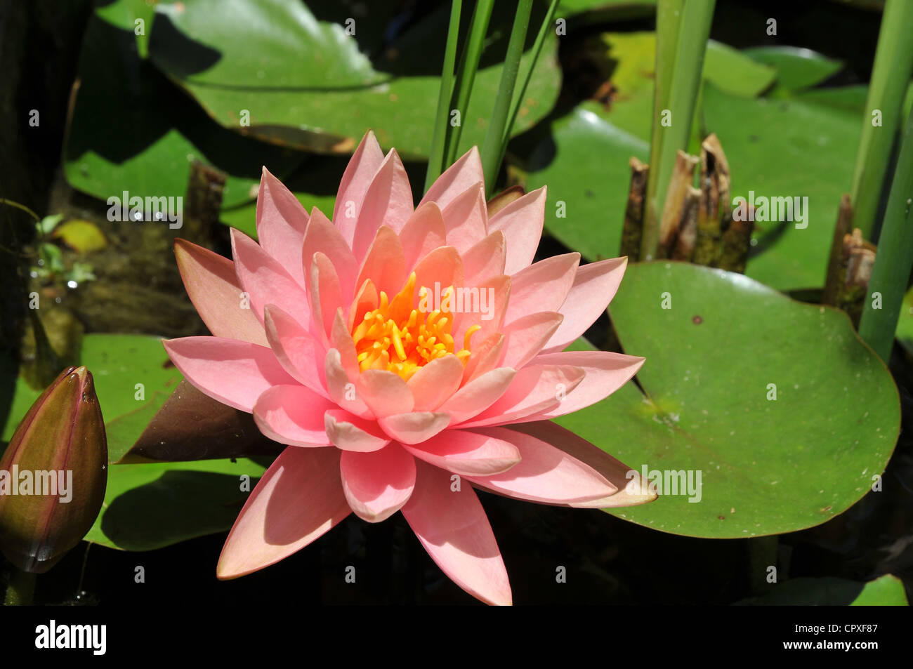 La nuestra ensillar dinastía Nymphaea /nimfiea es un género de plantas acuáticas en la familia Nymphaeaceae Fotografía de stock - Alamy La nuestra ensillar dinastía Nymphaea /nimfiea es un género de plantas acuáticas en la familia Nymphaeaceae Fotografía de stock - Alamy