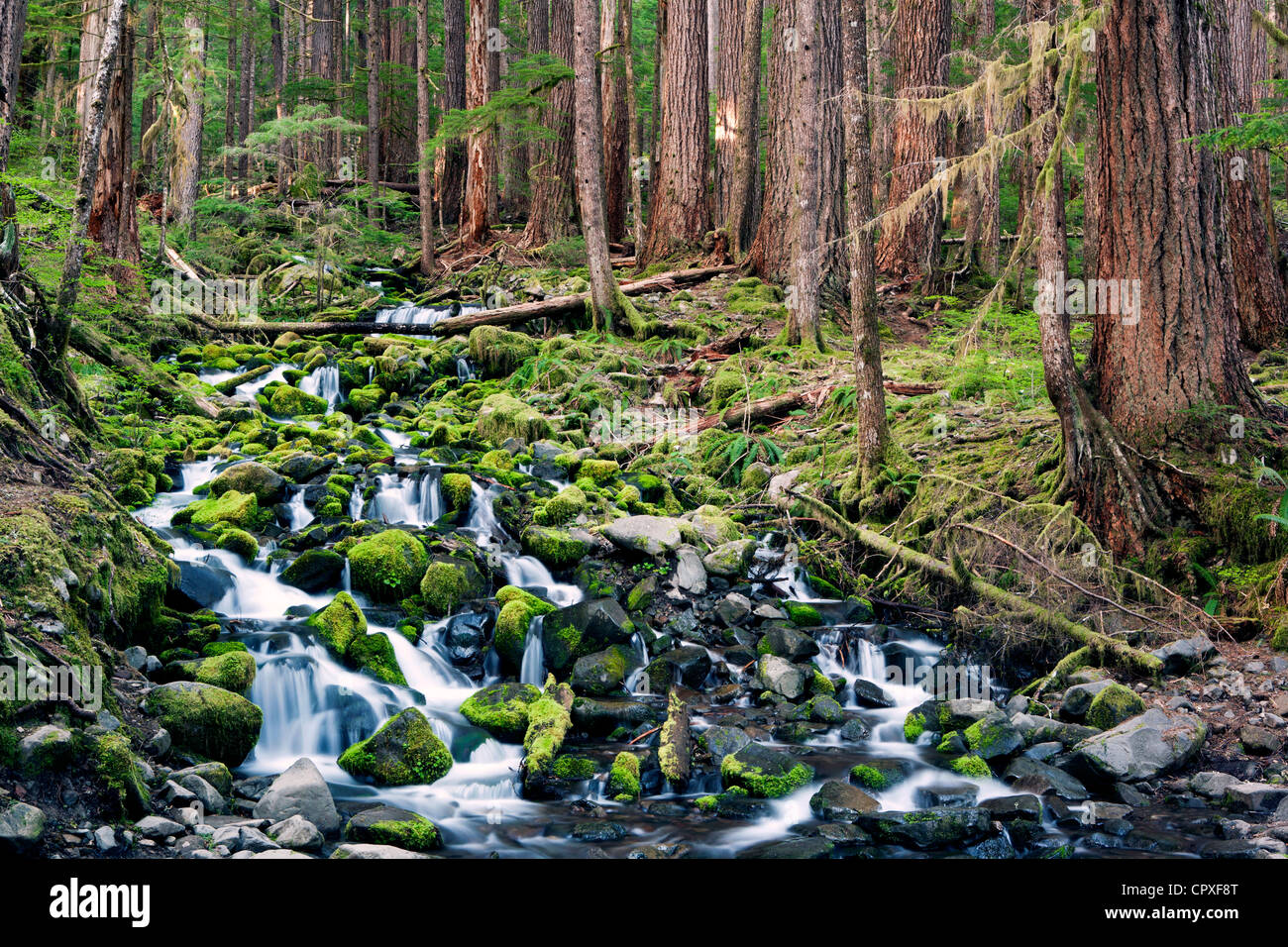 Creek cerca de Sol Duc Falls - Olympic National Park, cerca de Port Angeles, Washington, EE.UU. Foto de stock