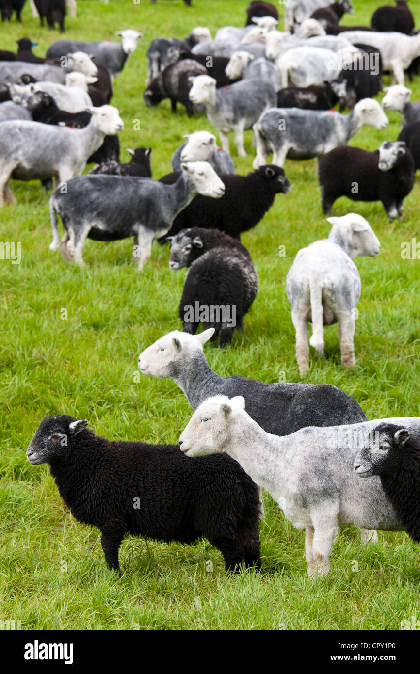 Las ovejas y corderos Herdwick en Westhead granja por Thirlmere en el Lake District National Park, Cumbria, Reino Unido Foto de stock