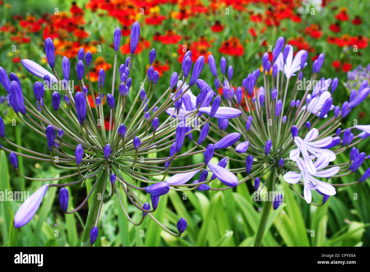 Plantas de agapanto azul fotografías e imágenes de alta resolución - Página  3 - Alamy