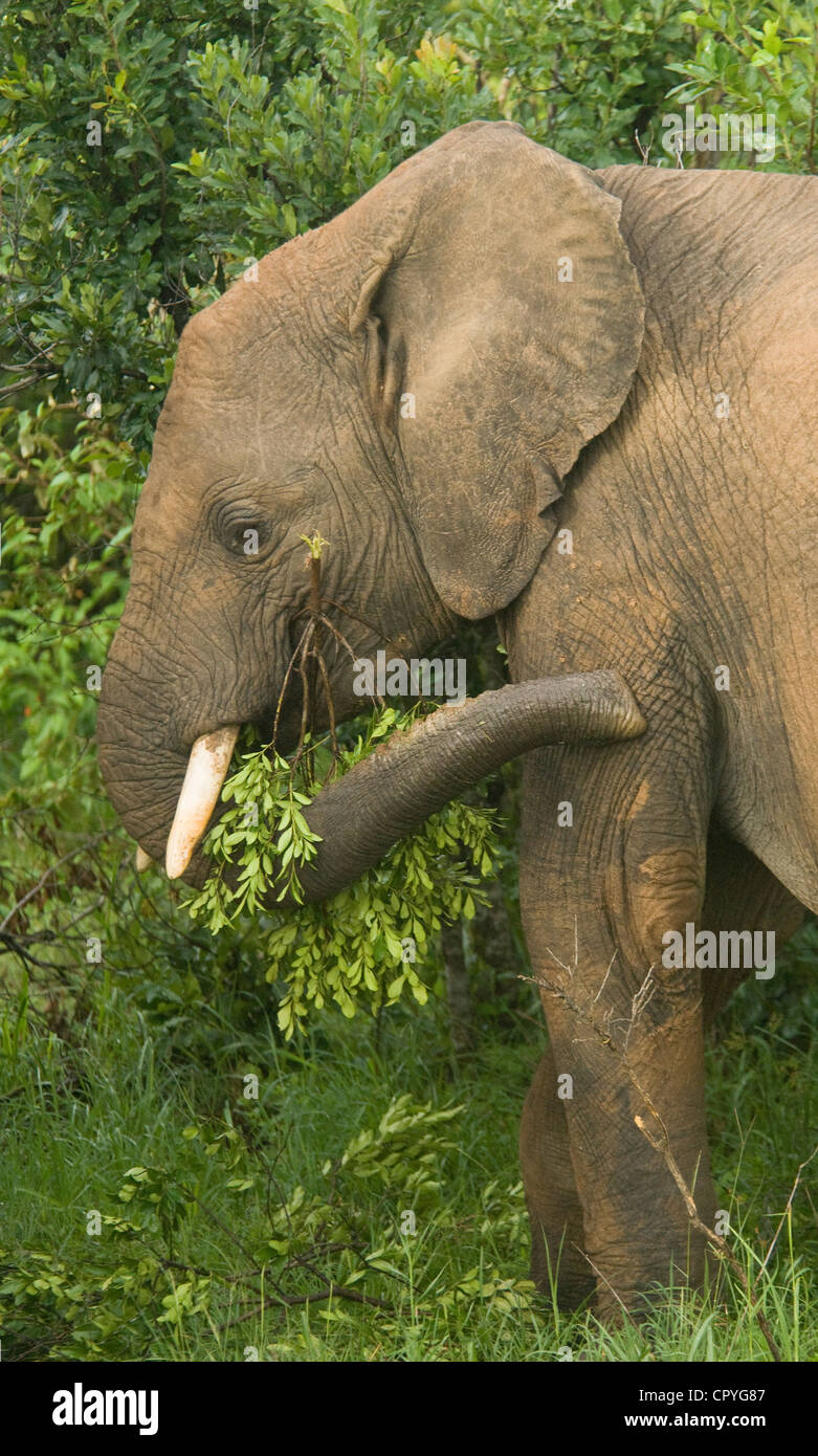 mesa dentro clima Alimentación Elefante joven Fotografía de stock - Alamy