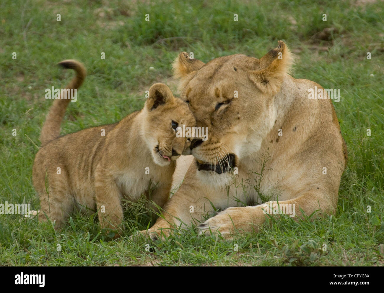 Cachorro de león frota contra león Foto de stock