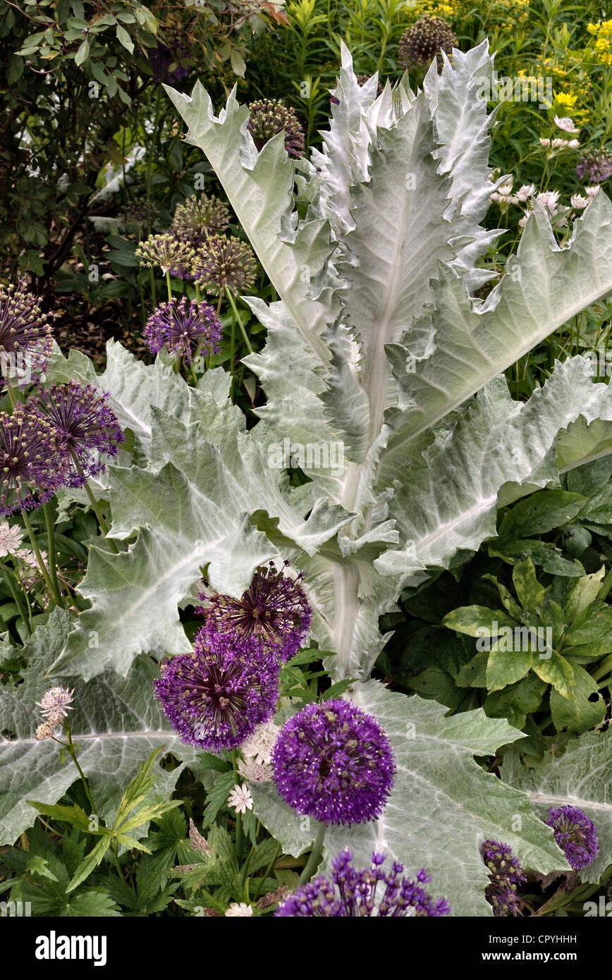 Allium gigante y cardos decorativo en un jardín campestre inglés Fotografía  de stock - Alamy