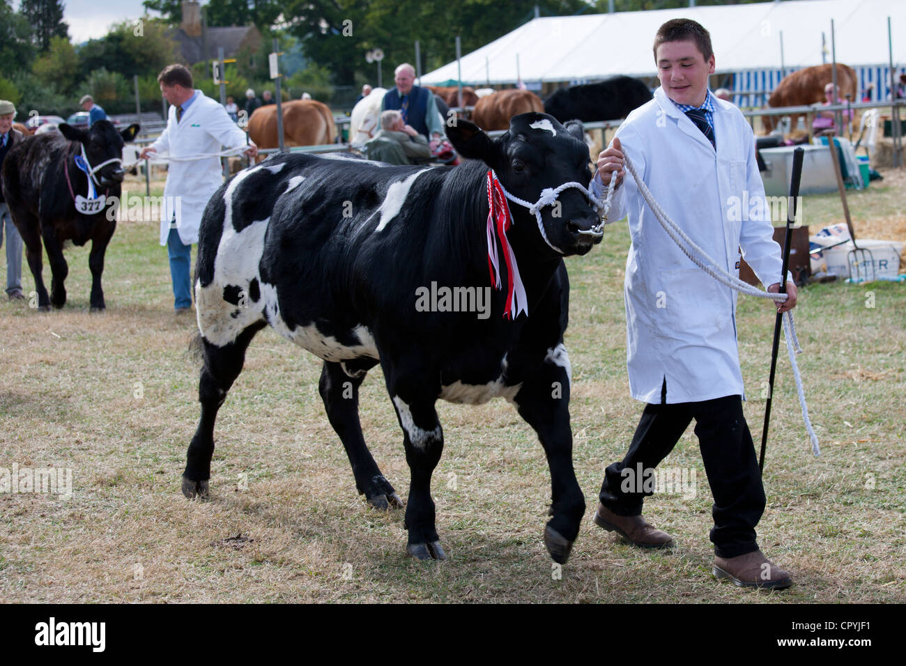 Ganadora de pedigrí ganado en Moreton muestran, en Moreton-in-Marsh el Recinto Ferial, los Cotswolds, Gloucestershire, Reino Unido Foto de stock