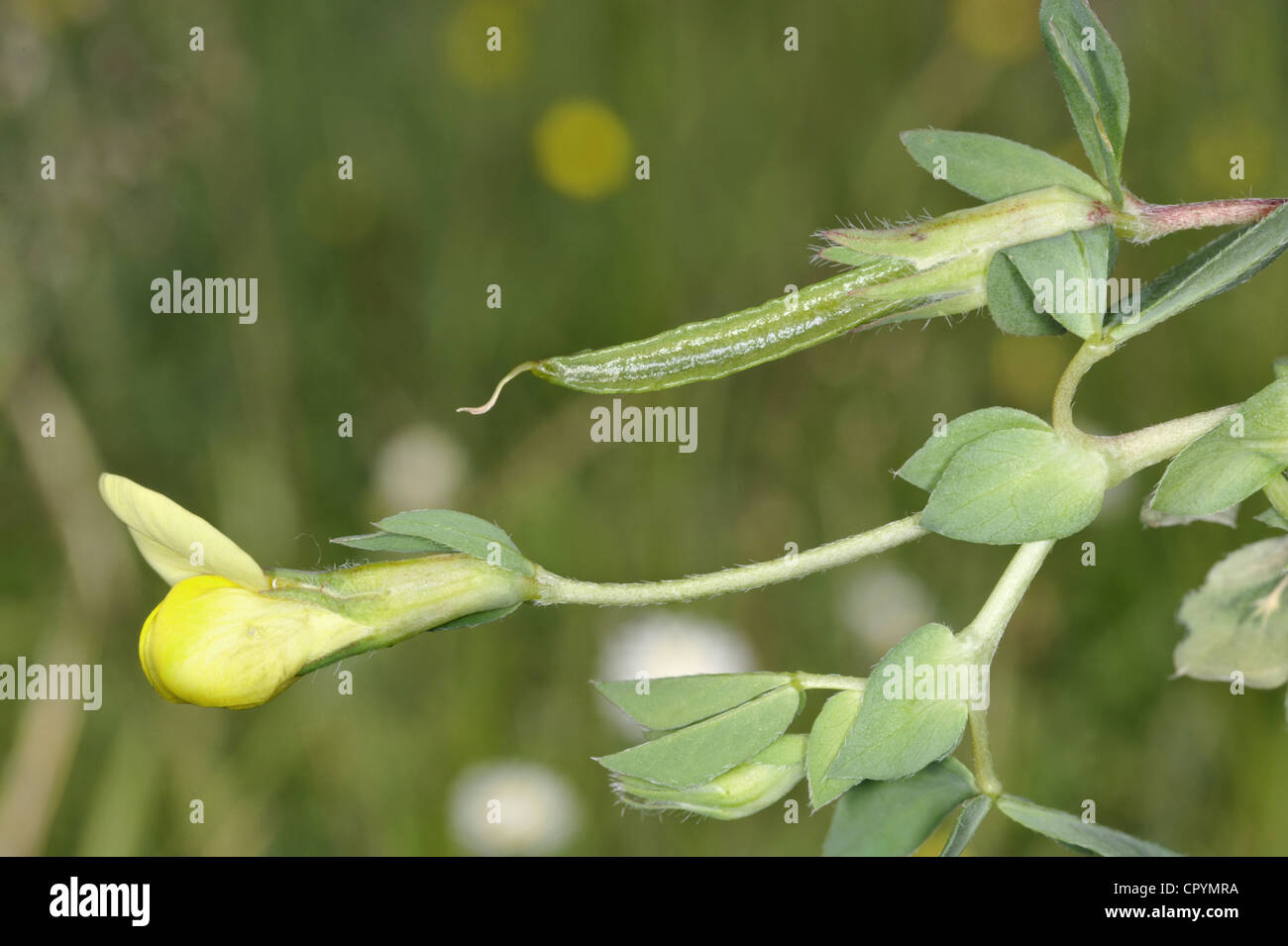 Dientes de Dragón Tetragonolobus maritimus (Fabaceae) Foto de stock