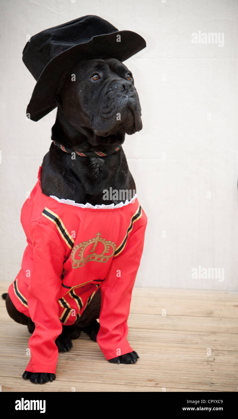 Bull Mastiff perro disfrazado de beefeater queen's guard para un disfraz dog show competencia en el queen's Diamond Jubilee Foto de stock