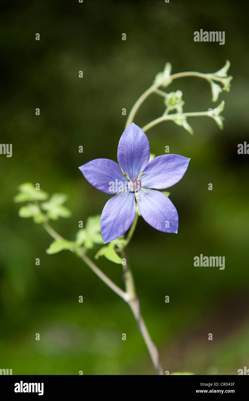 Cinco pétalos morada fotografías e imágenes de alta resolución - Alamy