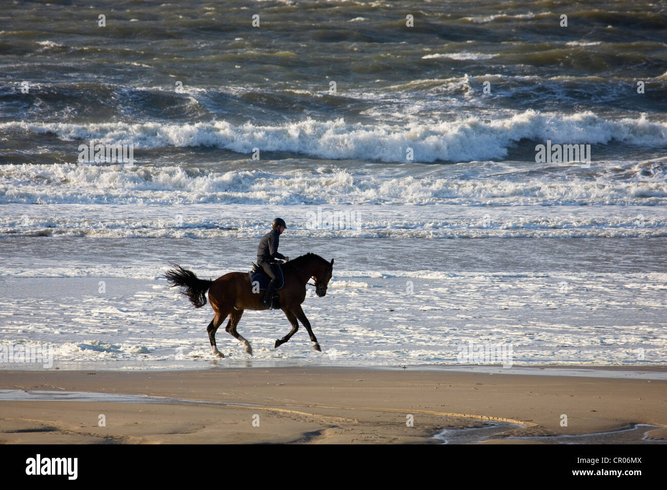 Jinete en caballo a galope en la playa del Mar del Norte, Bélgica Foto de stock