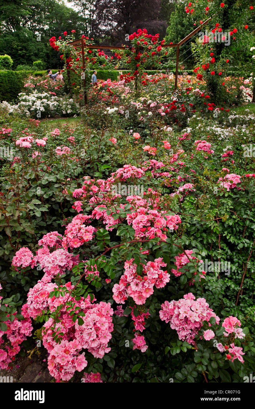 Colorido rosas en el jardín de rosas de Park Coloma en Sint-Pieters-Leeuw, Bélgica Foto de stock