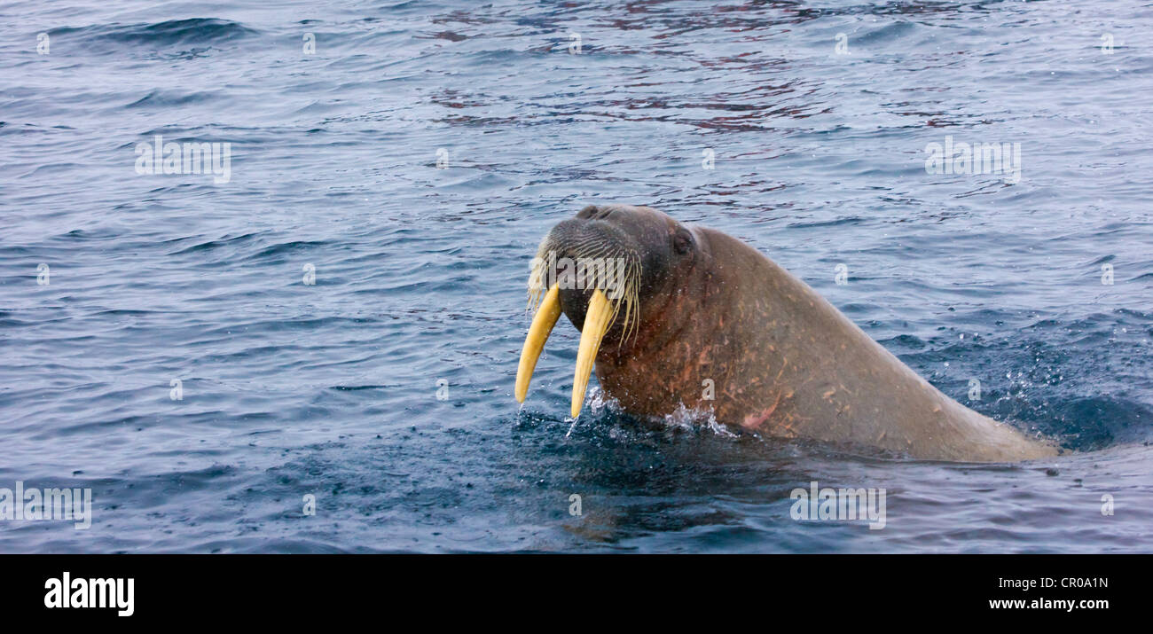 La morsa (Odobenus rosmarus), retrato, Noruega, Svalbard Fotografía de  stock - Alamy