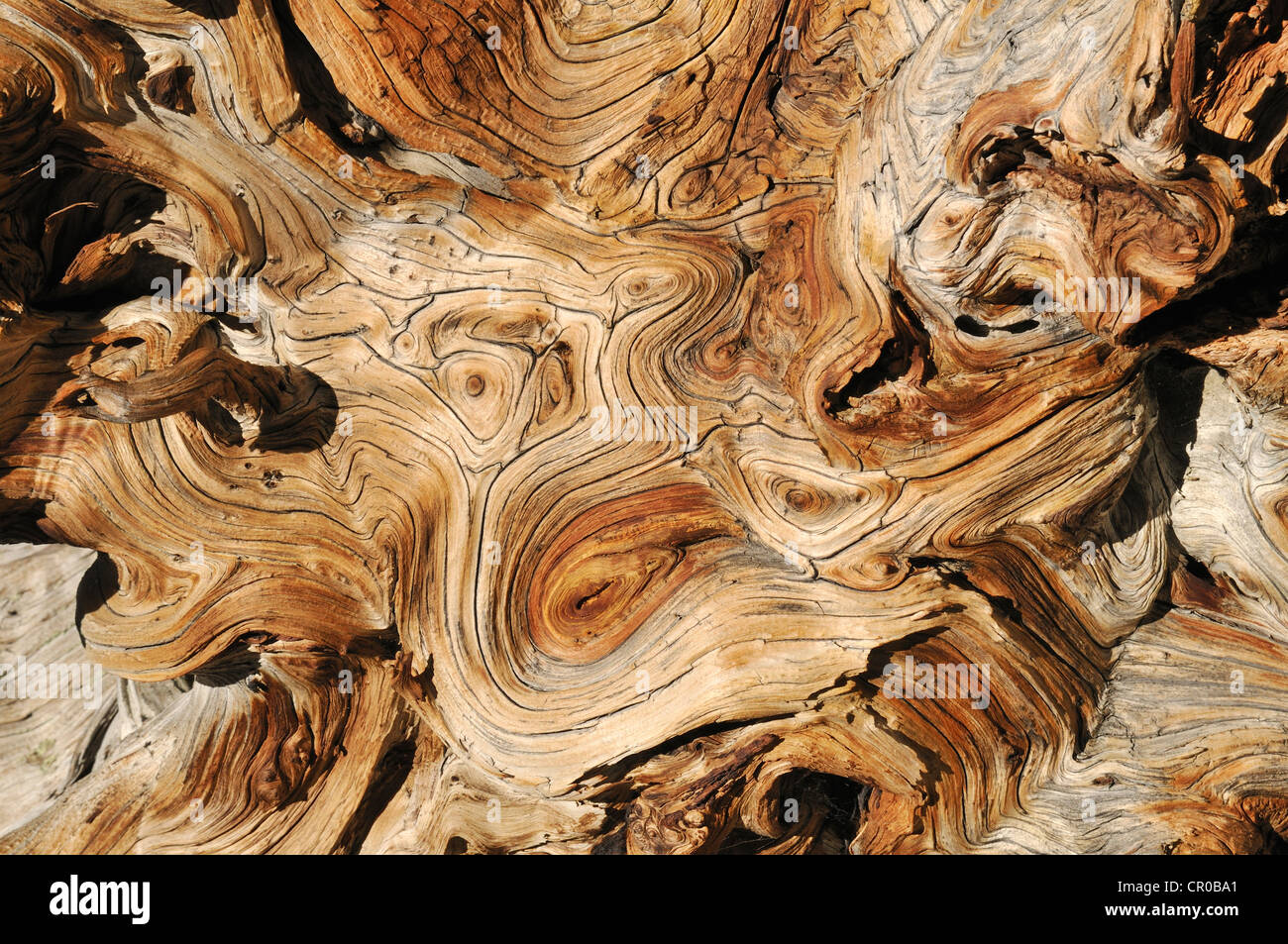 Madera desgastada de un antiguo pino bristlecone (Pinus longaeva), la Gran Cuenca, Nevada, EE.UU., América del Norte Foto de stock
