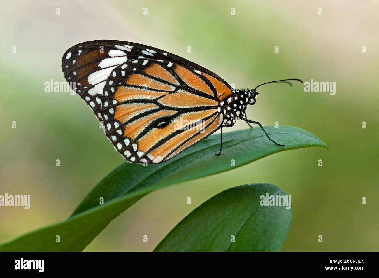 Mariposa monarca (Danaus plexippus), Phuket, Tailandia, Asia Foto de stock