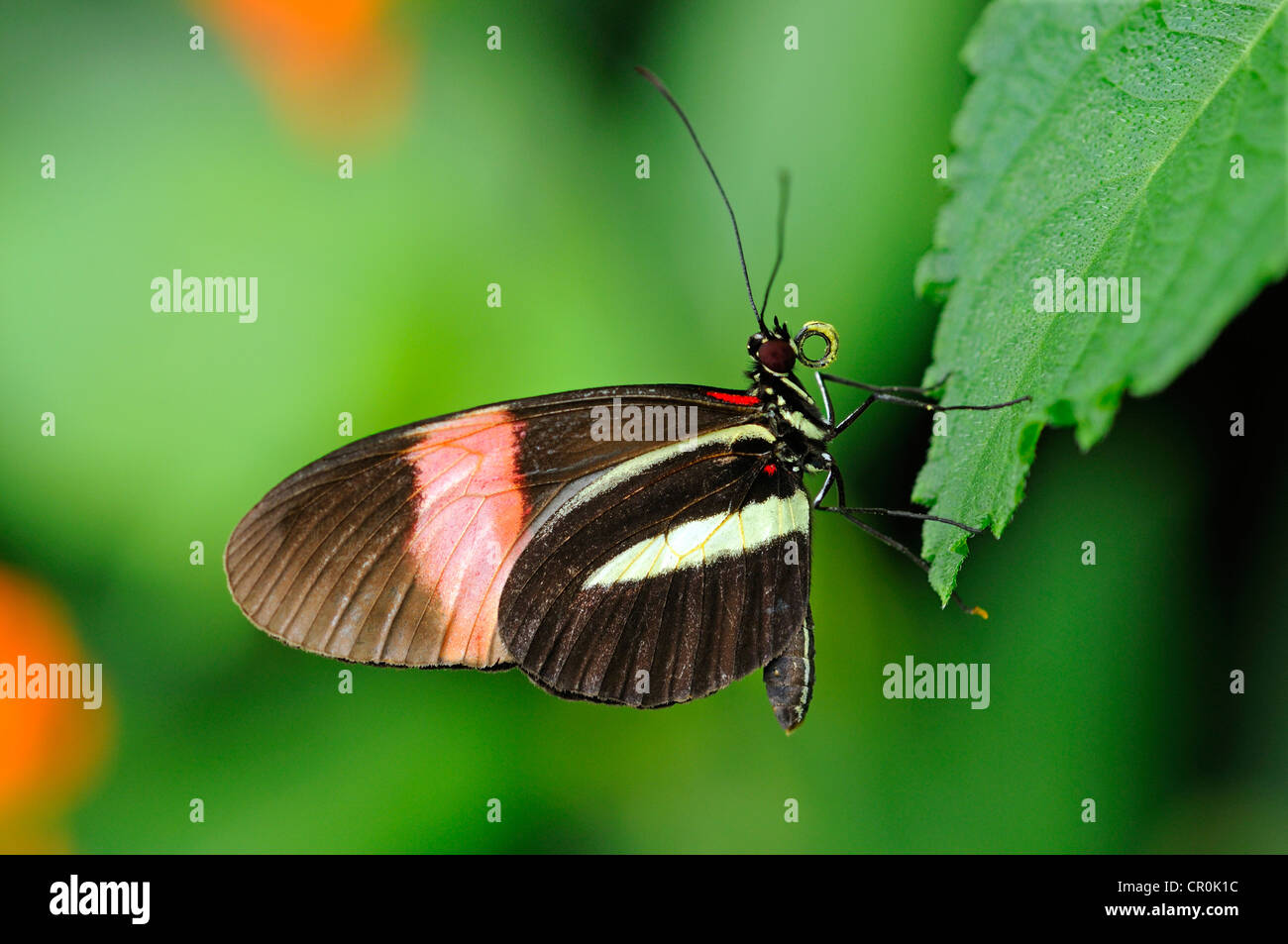 Cartero Butterfly (Heliconius melpomene), mariposas, Sudamérica Foto de stock