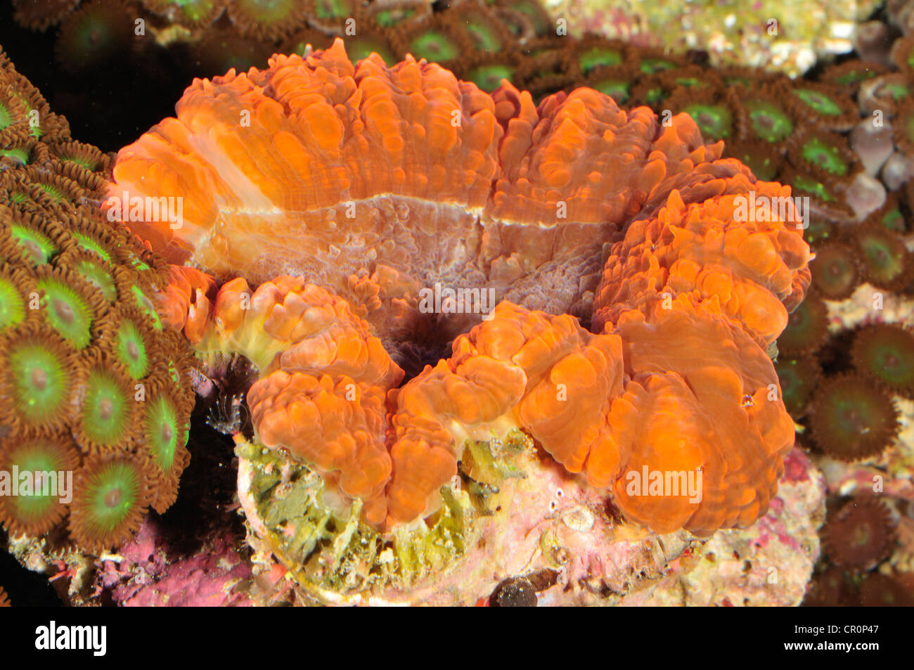 Coral duro Cynarina lacrimalis, Anthozoa Scleractinia Mussidae, Indo-Océano Pacífico Foto de stock