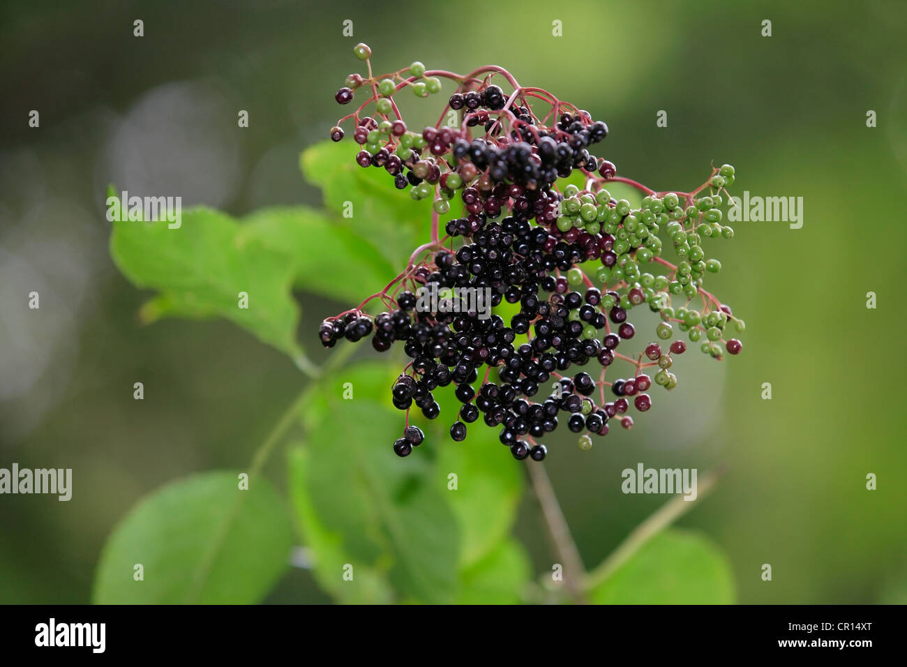 Black Elderberry (Sambucus nigra) cluster de frutas con hojas, Lindlar, Renania del Norte-Westfalia, Alemania, Europa Foto de stock