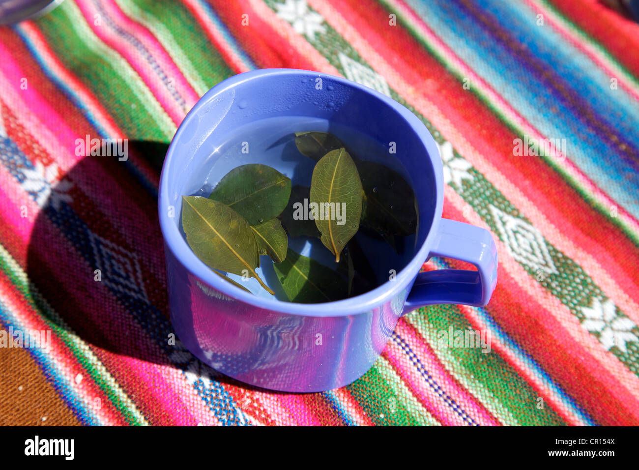 Té para el mal de altura hecha de hojas de coca, Altiplano, Bolivia