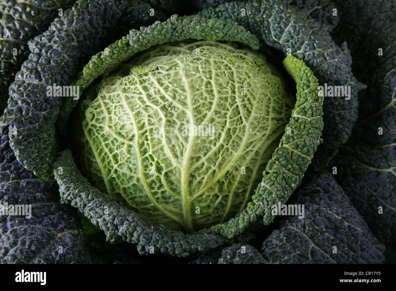 Savoy repollo (Brassica oleracea convar. Sabauda L. var. capitata) Foto de stock