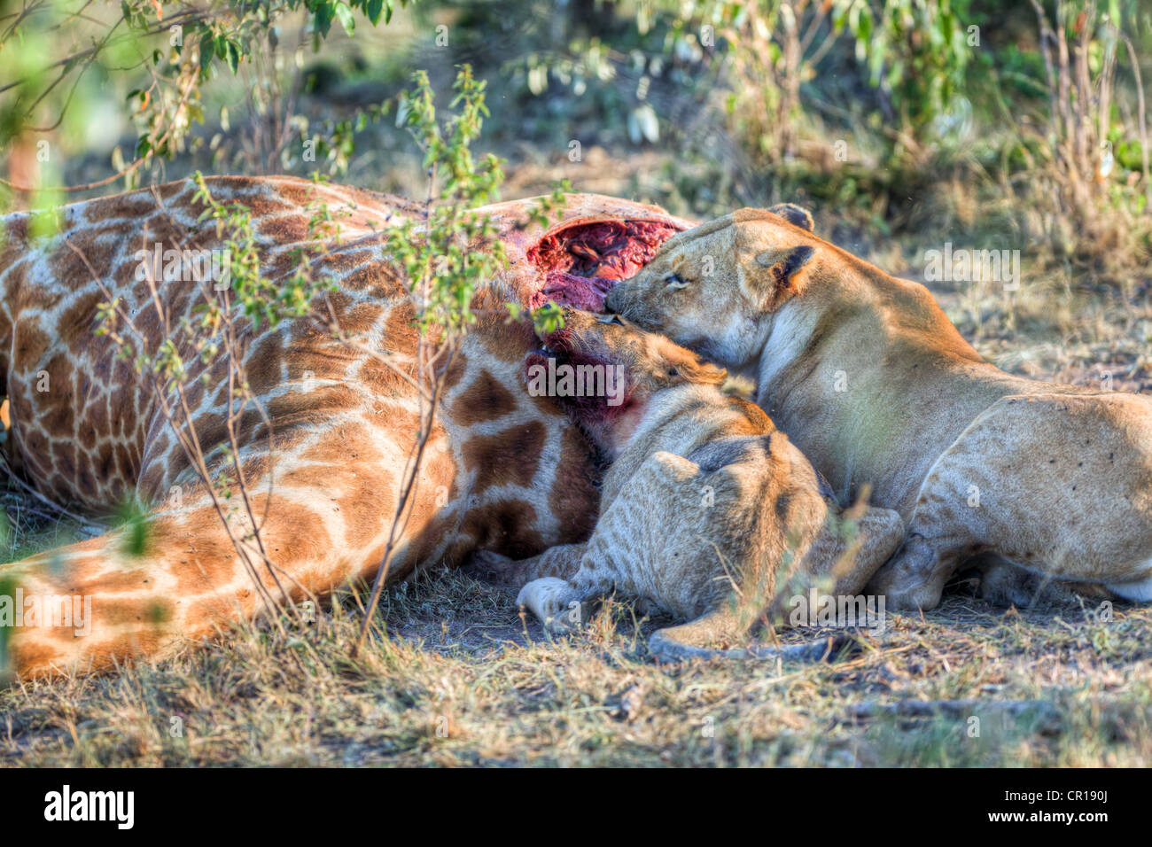 El orgullo de los Leones (Panthera leo) alimentándose de una jirafa, Reserva Nacional de Masai Mara, Kenia, África oriental, África PublicGround Foto de stock